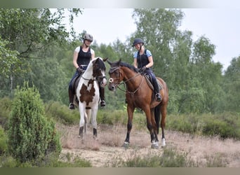 Trakehner, Stallone, 15 Anni, 167 cm, Pezzato