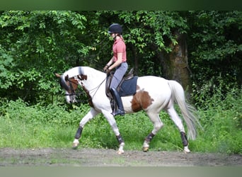 Trakehner, Stallone, 15 Anni, 167 cm, Pezzato