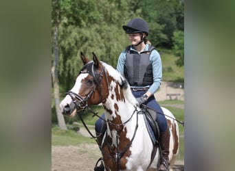 Trakehner, Stallone, 15 Anni, 167 cm, Pezzato
