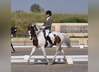 Trakehner, Stallone, 15 Anni, 167 cm, Pezzato