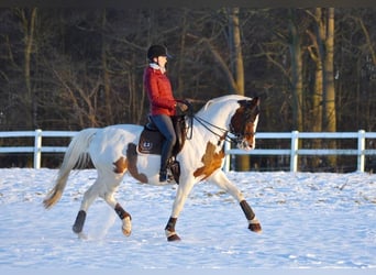 Trakehner, Stallone, 15 Anni, 167 cm, Pezzato