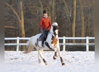 Trakehner, Stallone, 15 Anni, 167 cm, Pezzato