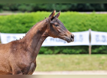 Trakehner, Stallone, Puledri (03/2026), 120 cm, Baio scuro