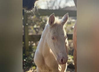 Trakehner, Stallone, Puledri (01/2026), 166 cm, Cremello