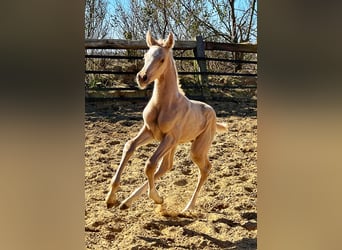 Trakehner Mix, Stallone, , 167 cm