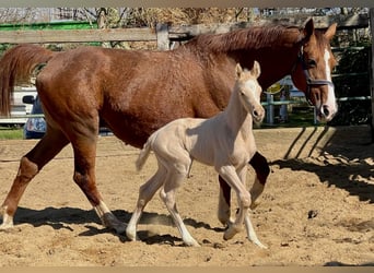 Trakehner Mix, Stallone, , 167 cm