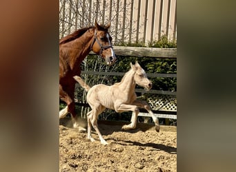 Trakehner Mix, Stallone, , 167 cm