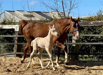 Trakehner Mix, Stallone, , 167 cm