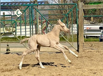 Trakehner Mix, Stallone, , 167 cm
