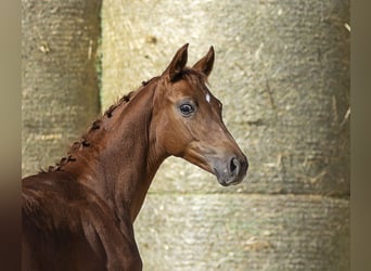 Trakehner, Stallone, Puledri (01/2025), 167 cm, Sauro