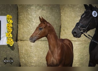 Trakehner, Stallone, Puledri (05/2025), 167 cm, Sauro