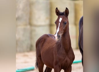 Trakehner, Stallone, Puledri (05/2025), 168 cm, Baio