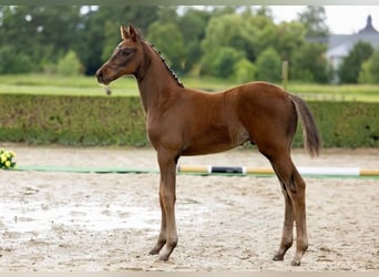 Trakehner, Stallone, Puledri (04/2026), 168 cm, Baio scuro