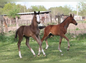 Trakehner, Stallone, Puledri (03/2026), 168 cm, Morello
