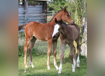 Trakehner, Stallone, Puledri (03/2026), 168 cm, Morello