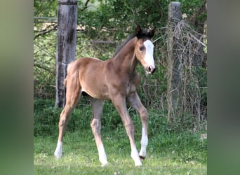 Trakehner, Stallone, Puledri (03/2026), 168 cm, Morello