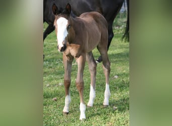 Trakehner, Stallone, Puledri (03/2026), 168 cm, Morello