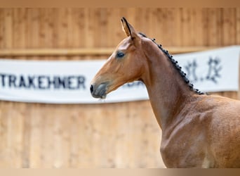 Trakehner, Stallone, Puledri
 (01/2024), 168 cm, Sauro