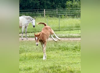 Trakehner, Stallone, Puledri (06/2026), 168 cm, Sauro