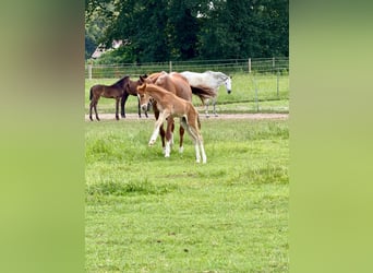 Trakehner, Stallone, Puledri (06/2026), 168 cm, Sauro