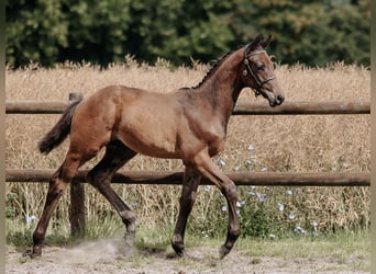 Trakehner, Stallone, Puledri
 (05/2023), 169 cm, Baio