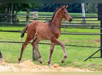 Trakehner, Stallone, , 169 cm, Baio scuro