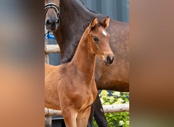 Trakehner, Stallone, , 169 cm, Baio scuro