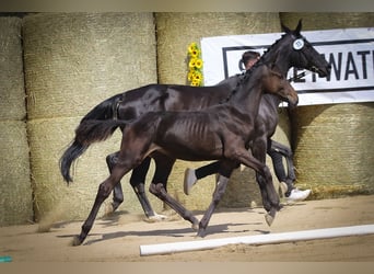Trakehner, Stallone, Puledri (03/2025), 170 cm