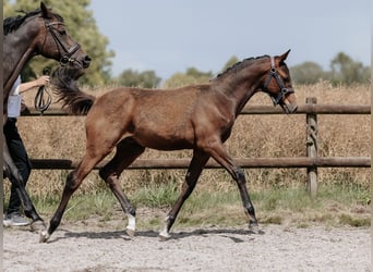 Trakehner, Stallone, Puledri
 (03/2023), 170 cm, Baio