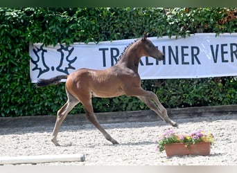 Trakehner, Stallone, Puledri
 (04/2023), 170 cm, Baio