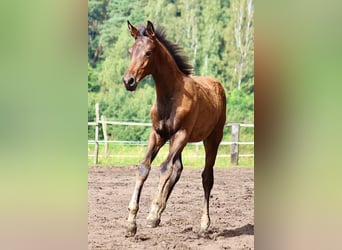 Trakehner, Stallone, Puledri
 (03/2024), 170 cm, Baio