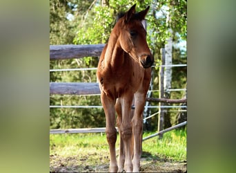 Trakehner, Stallone, Puledri
 (03/2024), 170 cm, Baio