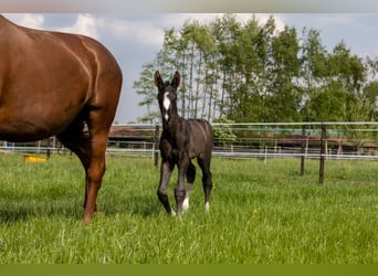 Trakehner, Stallone, , 170 cm, Baio nero