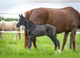 Trakehner, Stallone, , 170 cm, Baio nero