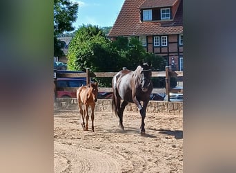 Trakehner, Stallone, Puledri (06/2026), 170 cm, Baio scuro