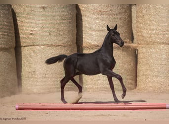 Trakehner, Stallone, Puledri
 (05/2023), 170 cm, Morello