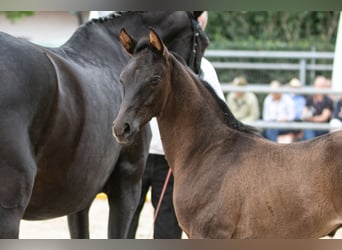 Trakehner, Stallone, Puledri
 (05/2023), 170 cm, Morello