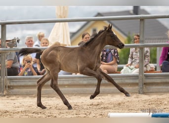Trakehner, Stallone, Puledri
 (05/2023), 170 cm, Morello