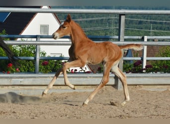 Trakehner, Stallone, Puledri
 (06/2024), 170 cm, Sauro