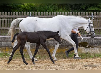 Trakehner, Stallone, Puledri
 (06/2023), 172 cm, Può diventare grigio