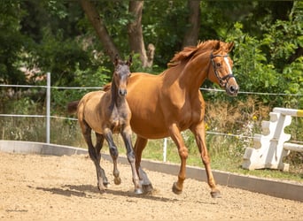 Trakehner, Stallone, Puledri (05/2026), Baio
