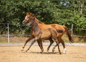Trakehner, Stallone, Puledri (05/2026), Baio