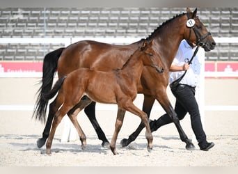 Trakehner, Stallone, Puledri (06/2026), Baio