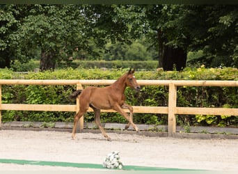 Trakehner, Stallone, Puledri (03/2026), Baio