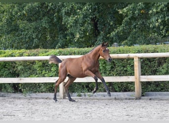 Trakehner, Stallone, Puledri (05/2026), Baio