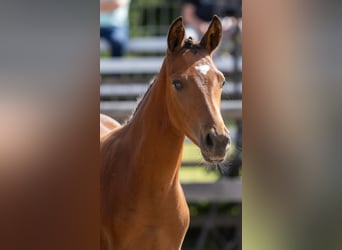 Trakehner, Stallone, Puledri (05/2026), Baio