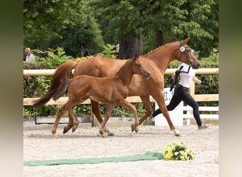Trakehner, Stallone, Puledri (05/2026), Baio