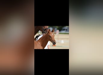Trakehner, Stallone, Puledri (04/2026), Baio