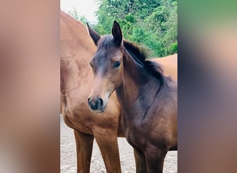 Trakehner, Stallone, Puledri
 (05/2023), Baio
