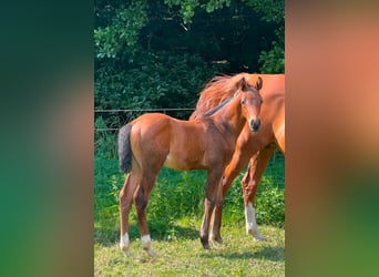 Trakehner, Stallone, Puledri (05/2026), Baio